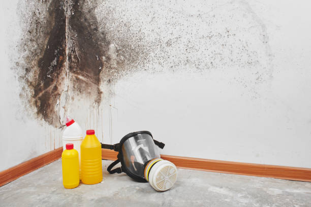 Biohazard Mold Removal in Wakefield, VA